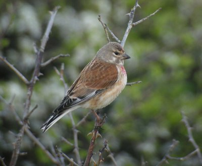 Linnet / Hmpling (Carduelis cannabina)