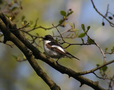 Pied Flycatcher / Svartvit flugsnappare (Ficedula hypoleuca)