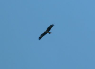 Black Kite / Brun glada (Milvus migrans)