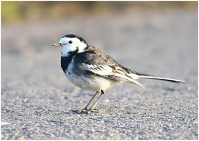 Pied Wagtail