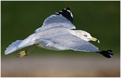 Ring Billed Gull