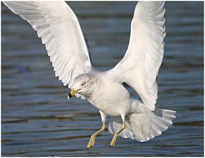 Ring Billed Gull