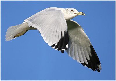Ring Billed Gull