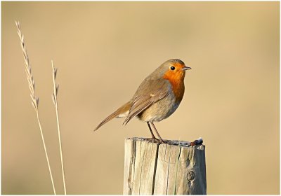 Robin