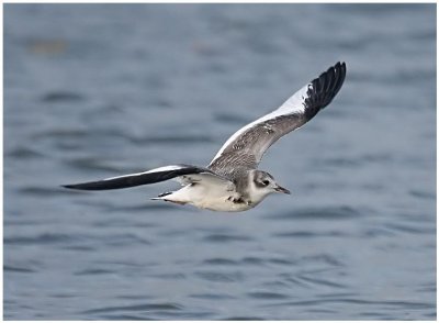 Sabine's Gull