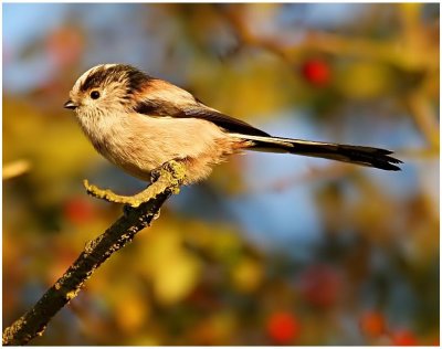 Long Tailed Tit