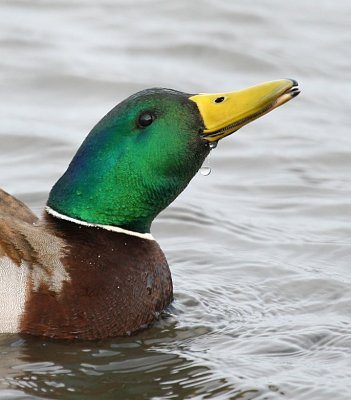 Mallard