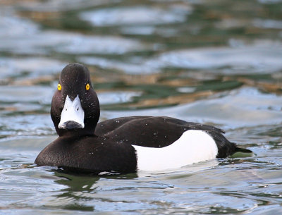 Tufted Duck