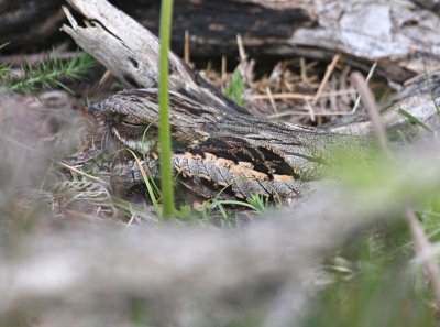 Nightjar Female