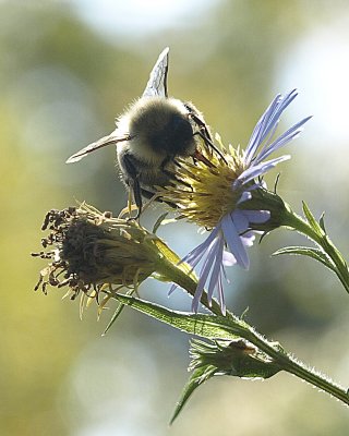 Bee