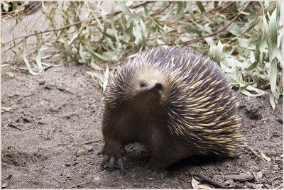 echidna2.jpg