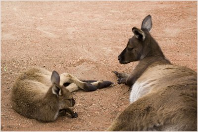kangaroo1.jpg