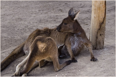 kangaroo2.jpg