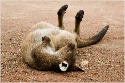 kangaroo3.jpg