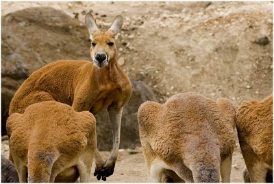 kangaroo4.jpg