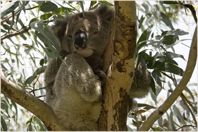 koala1.jpg