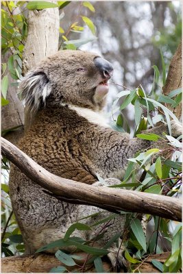 koala2.jpg