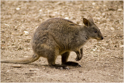 wallaby1.jpg