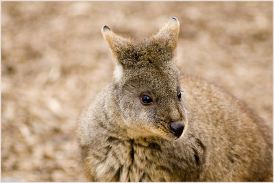 wallaby2.jpg
