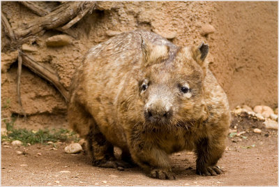 wombat.jpg
