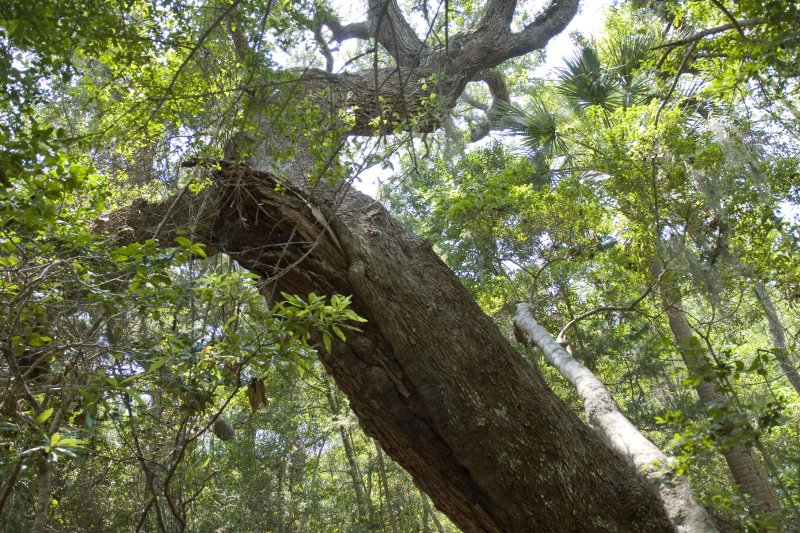 Live Oak2.jpg