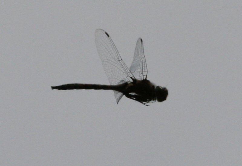Dragonfly-2.jpg