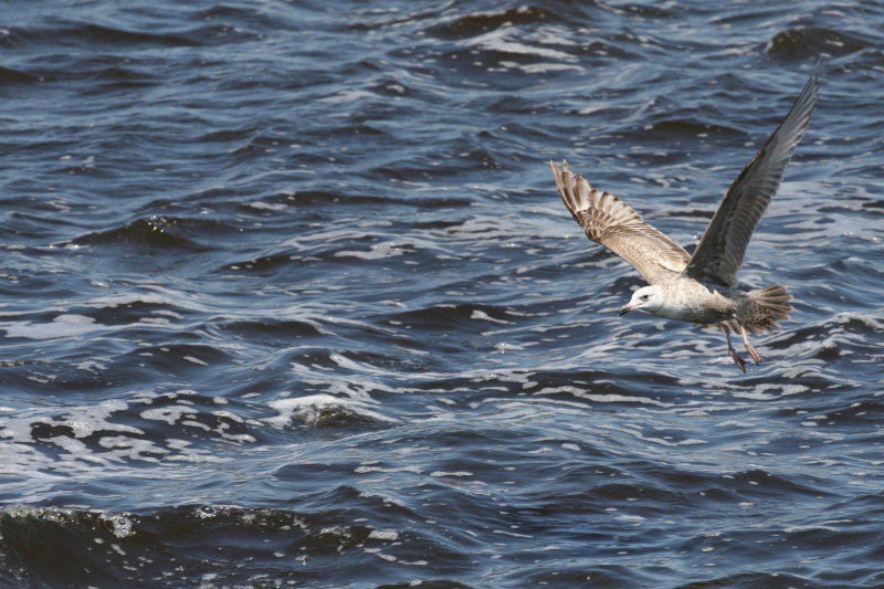 Herring Gull-1.jpg