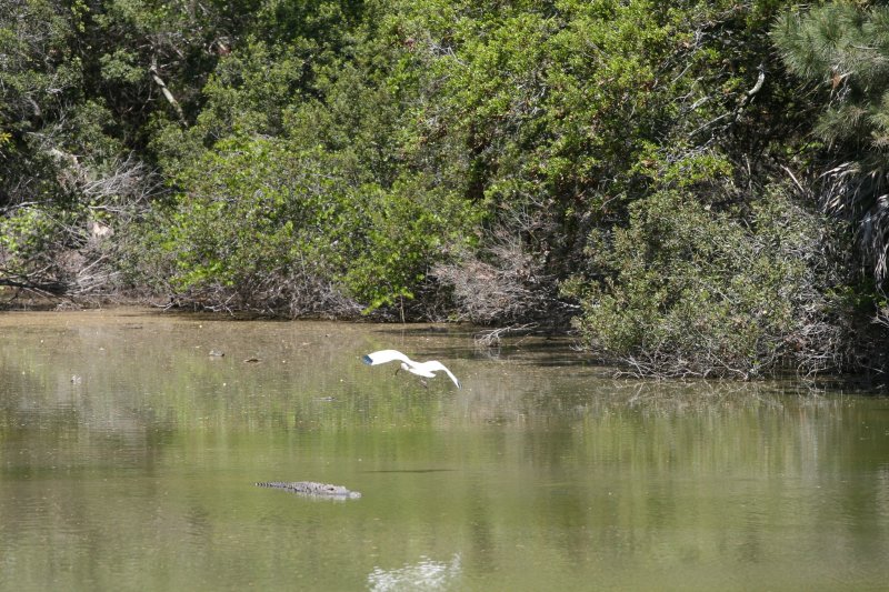 Ibis and Gator.jpg
