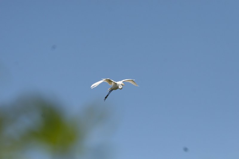 SnowyEgret-10.jpg