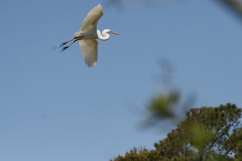 SnowyEgret-18.jpg