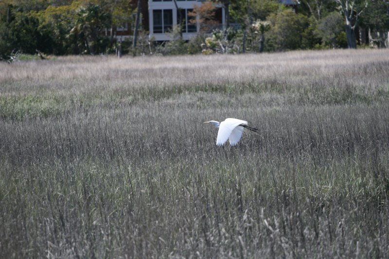 SnowyEgret-4.jpg