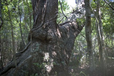 Live Oak1.jpg