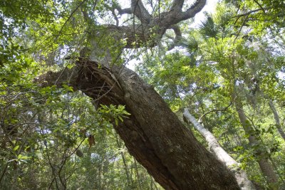 Live Oak2.jpg