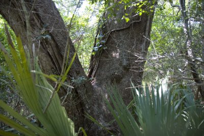 Live Oak3.jpg