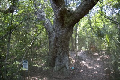 Live Oak5.jpg