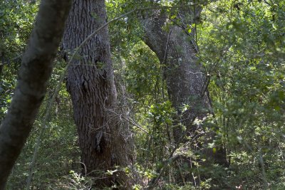 Live Oak7.jpg