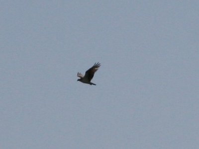 Osprey-3.jpg
