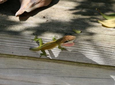 lizards