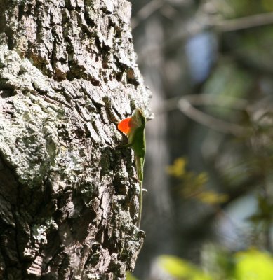 Anole On a Tree.jpg