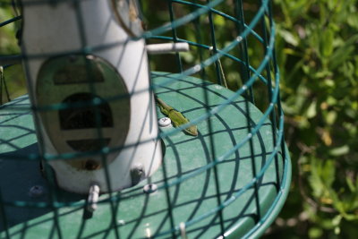 lizards