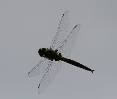 Dragonfly-1.jpg