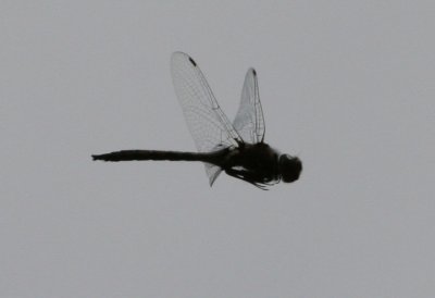 Dragonfly-2.jpg