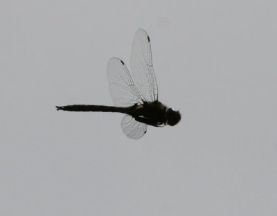 Dragonfly-3.jpg