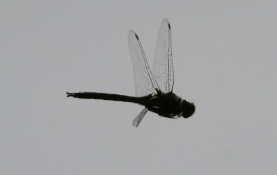Dragonfly-4.jpg