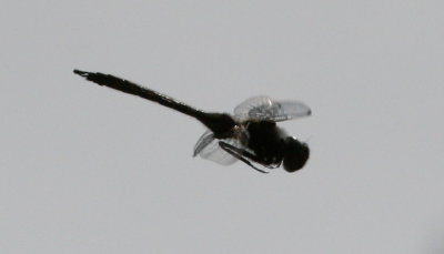 Dragonfly-5.jpg