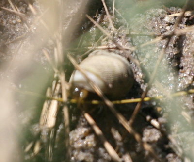 Marsh Periwinkle-1.jpg