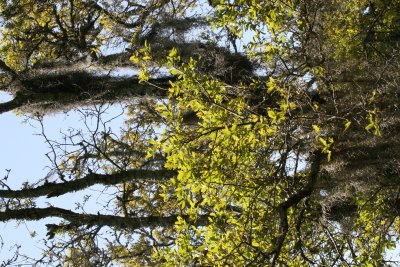 Spanish Moss.JPG