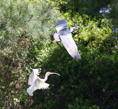 GBH and Ibis.jpg