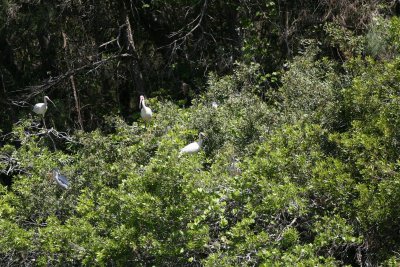 GBH and Ibis-1.jpg