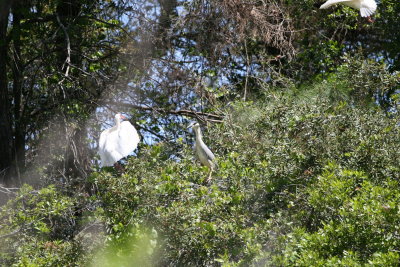 GBH and Ibis-3.jpg